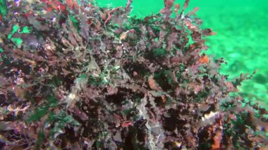 Deniz tabanında kırmızı algler (Phyllophora crispa), yakın plan..