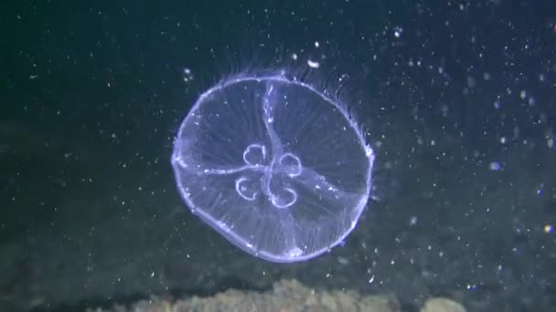 Medusas comuns (Aurelia aurita) no fundo do fundo do mar. — Vídeo de Stock