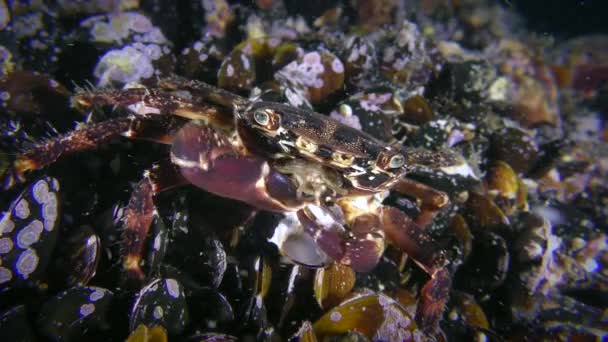 Marmorerad krabba äter musselkött från ett öppet skal. — Stockvideo