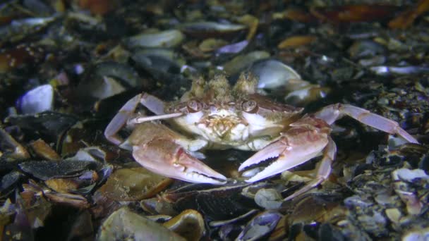 Swimming crab sits at the bottom and scratches eye with its leg. — Stock Video