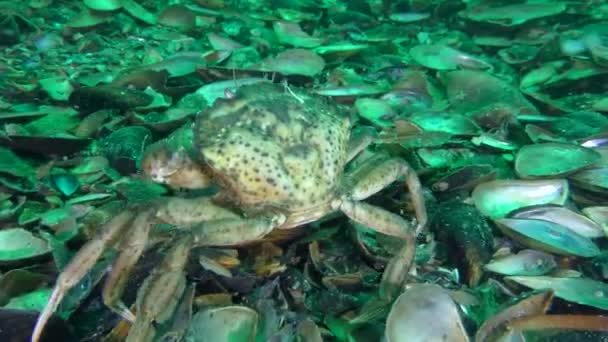 Krab idzie wzdłuż dna pokryty muszelkami małży, a następnie idzie w oddali. — Wideo stockowe