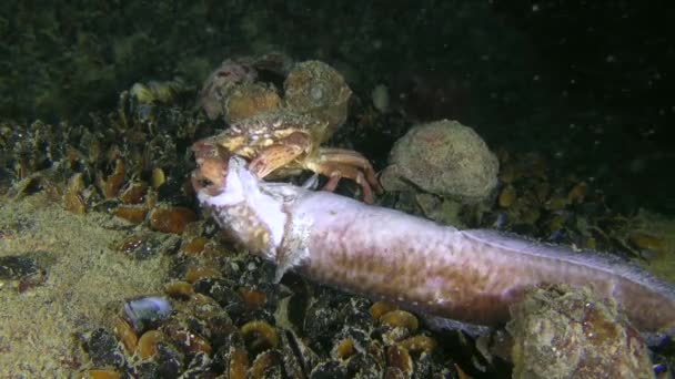 Grön krabba försöker slita en bit kött från död fisk. — Stockvideo