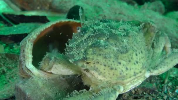 Europeisk grön krabba tar ut kött från skalet på Veined Rapa Whelk, närbild. — Stockvideo