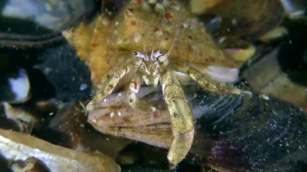 Hermit krabba i skalet av Rapa Whelk sitter längst ner, sedan kryper ut. — Stockvideo
