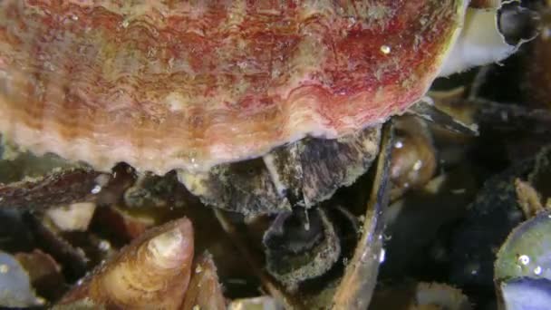 Veined Rapa Whelk crawls along the bottom, close-up. — Stock Video