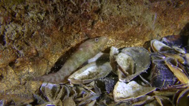 Ciekawy ryb Connemarra clingfish zjada małe skorupiaki. — Wideo stockowe