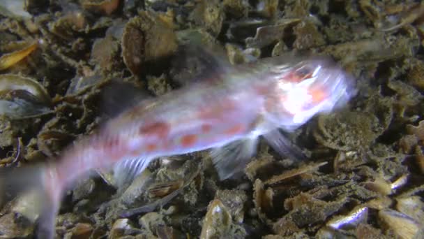 Ikan merah rendahan meningkatkan sirip punggung, kemudian meninggalkan bingkai, close-up. — Stok Video