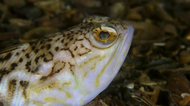 Giftige Fische Große Unkräuter wenden aktiv ihre Augen, Porträt, Seitenansicht. — Stockvideo
