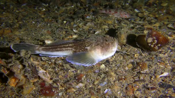 Peces marinos El astrónomo atlántico atrae a sus presas con un movimiento de la lengua similar a un gusano. — Vídeo de stock
