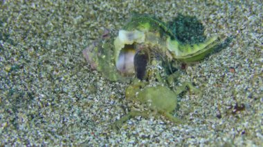 Gastropod Murex deniz tabanından besleniyor..