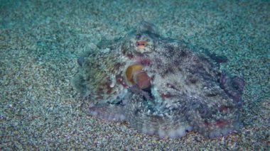 Ahtapot kumlu deniz tabanında.