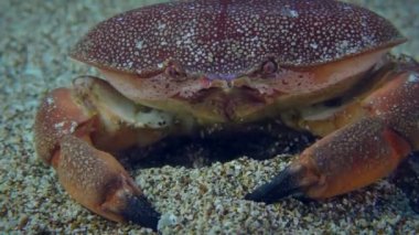 Kumlu deniz tabanında kırmızı yumurta yengeci.