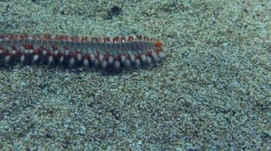 Kumlu zeminde ateş solucanı.