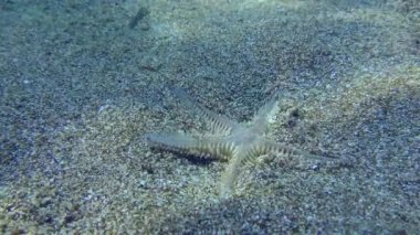 Kumlu deniz yıldızı kumlu toprağa gömülür..