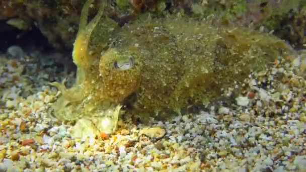 Cuttlefish next to a rock on the seabed. — Stock Video