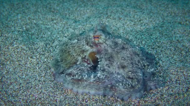 Malá chobotnice na písčitém mořském dně. — Stock video