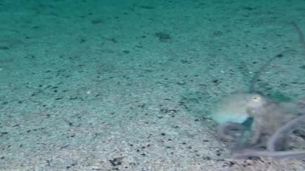 Осьминог тонет на морском дне. — стоковое видео