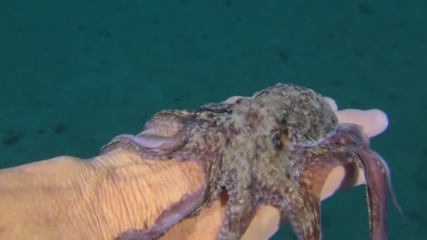 Octopus  on the palm of a swimmer. — Stock Video
