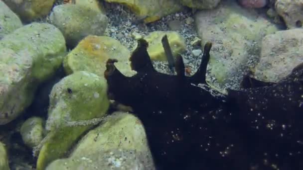 Le lièvre de mer rampe le long des fonds marins rocheux. — Video