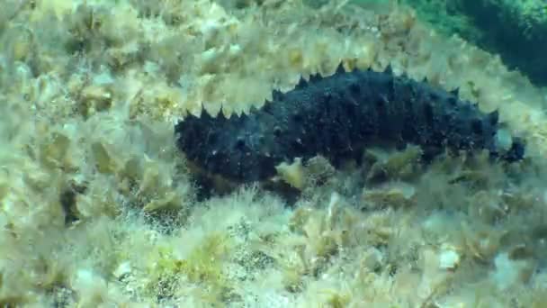 Holothuria Cotton-spinner di dasar laut. — Stok Video