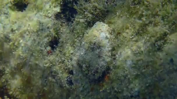 Invólucro de ostra no fundo do mar de pedra. — Vídeo de Stock