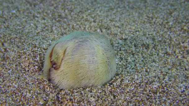 Heart Urchin on the sandy bottom. — Stock Video