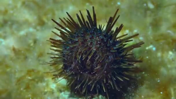 Purpurové moře ježek na skalnatém mořském dně. — Stock video