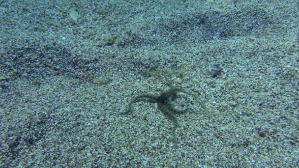 Brittle Star rampe le long du fond sablonneux. — Video