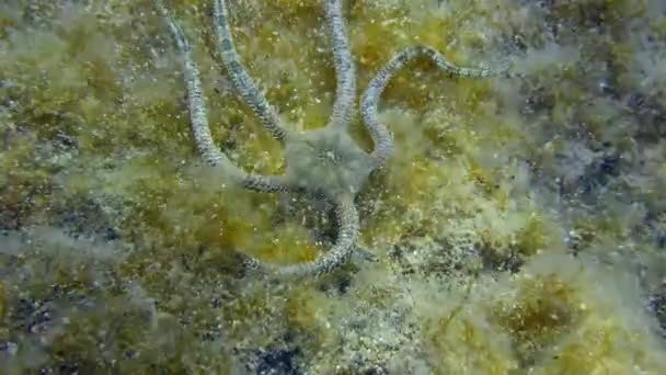 Brittle Star rampe le long des fonds marins. — Video