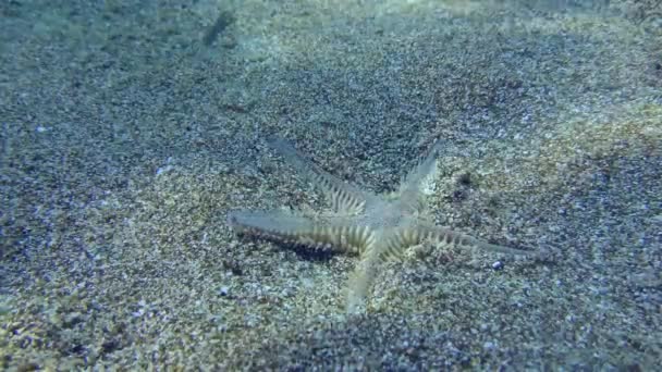 Une étoile de mer sablonneuse enterre dans un sol sablonneux. — Video