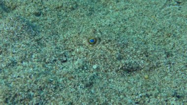 Kumlu deniz tabanında kirpi balığı.