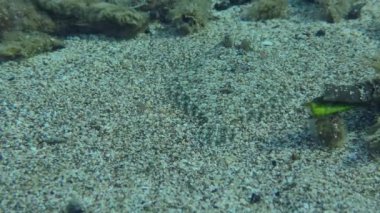 Kumlu deniz tabanında Büyük Gözlü Boğa.