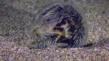 Kumlu zeminde ortak kalp kestanesi.