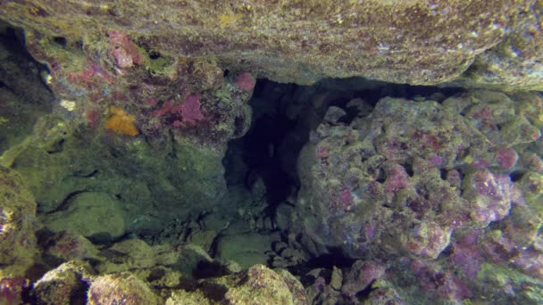 Una bandada de peces óseos en una cueva submarina. — Vídeo de stock