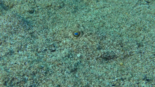 沙质海底的淡水鱼. — 图库视频影像