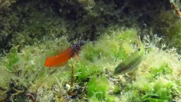 Blenny Cara Negra en el fondo del mar de algas. — Vídeos de Stock