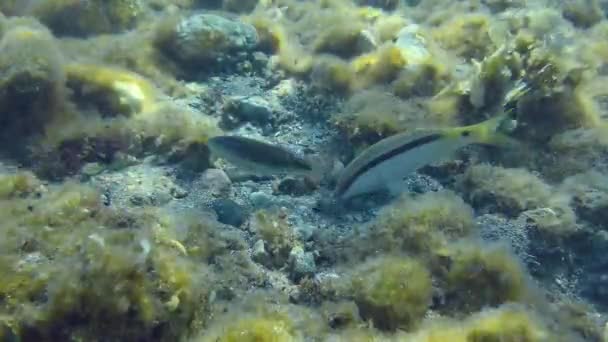 Cooperazione tra diverse specie ittiche. — Video Stock