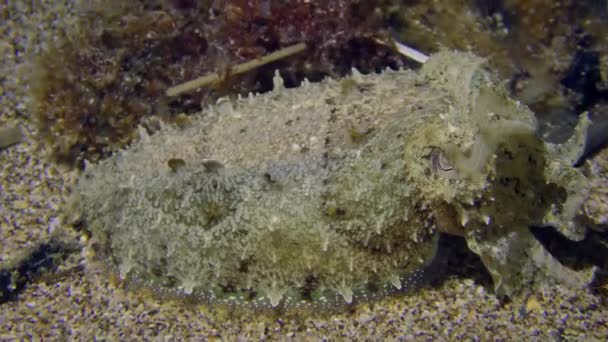 Common cuttlefish on the sandy bottom. — Stock Video