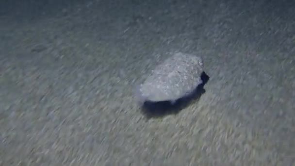 Common cuttlefish floats above the sandy bottom. — Stock Video