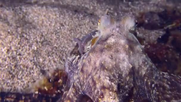 Octopus on the sandy bottom. — Stock Video