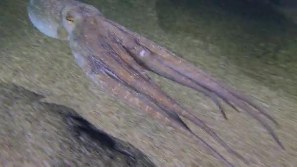 沙底的章鱼. — 图库视频影像