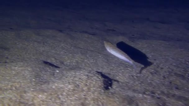 Lebih basah saat berburu di malam hari di dasar laut berpasir. — Stok Video