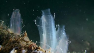 Sarı Deniz Fışkırtması (Ciona intestinalis), orta boy..