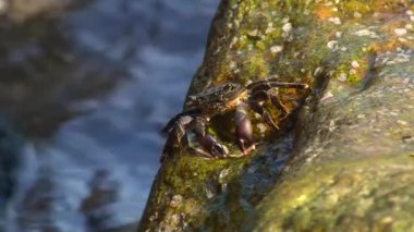 Karada mermer kaya yengeci (Pachygrapsus marmoratus).
