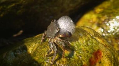 Karada mermer kaya yengeci (Pachygrapsus marmoratus).