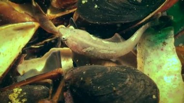 İki benekli balık (diplecogaster bimaculata bimaculata).