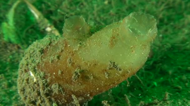 Sucio chorro de mar (Ascidiella aspersa) en el fondo del mar. — Vídeo de stock