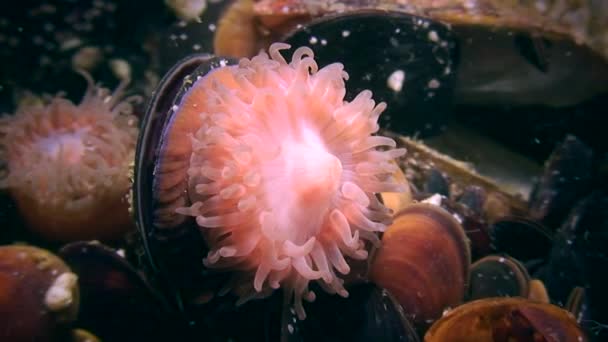 Beadlet Anemone (Actinia equina) trekt zijn tentakels terug. — Stockvideo