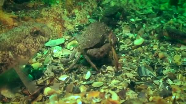 Czarny goby bierze jedzenie z kraba okrągłego (Xantho poressa). — Wideo stockowe