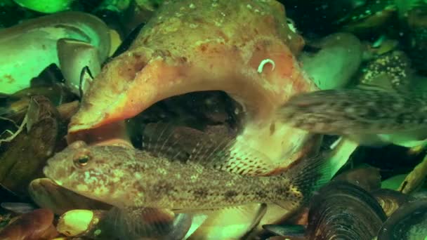 Gobies atacam o caranguejo na concha do caracol. — Vídeo de Stock